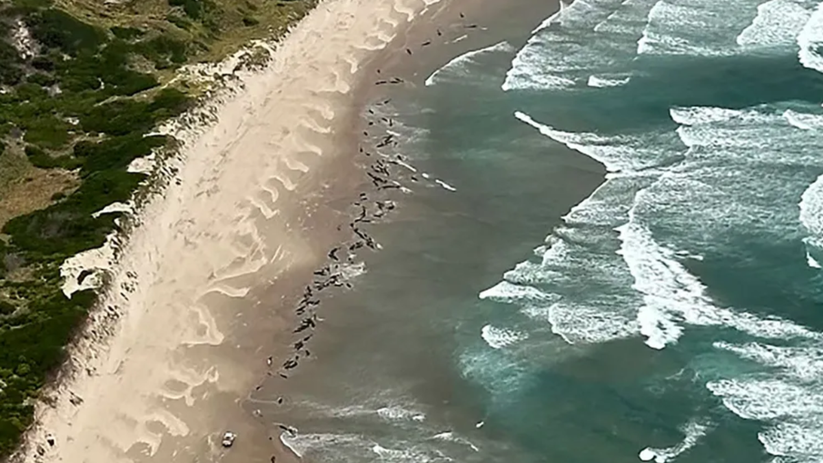 %d9%85%d8%b4%d9%87%d8%af %d9%84%d8%a7 %d9%8a%d8%b5%d8%af%d9%82 %d8%a3%d9%83%d8%ab%d8%b1 %d9%85%d9%86 150 %d8%ad%d9%88%d8%aa%d8%a7%d9%8b %d9%85%d9%85%d8%af%d8%a7%d9%8b %d8%b9%d9%84%d9%89 %d8%a7%d9%84