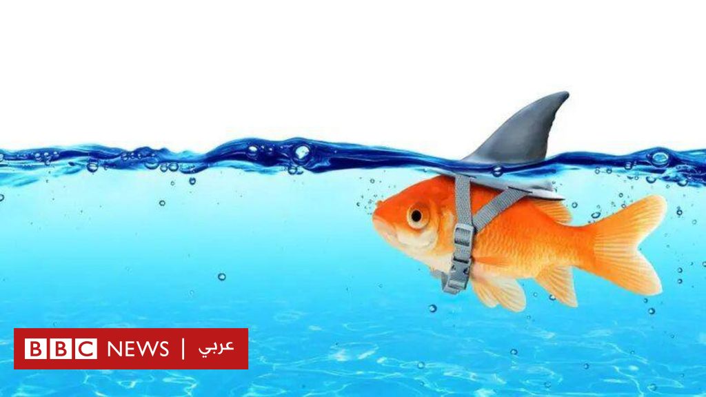 %d9%83%d9%8a%d9%81 %d8%aa%d8%b9%d8%b1%d9%81 %d8%a3%d9%86 %d8%a7%d9%84%d8%b4%d8%ae%d8%b5 %d8%a7%d9%84%d8%b0%d9%8a %d8%a3%d9%85%d8%a7%d9%85%d9%83 %d9%83%d8%a7%d8%b0%d8%a8%d8%9f