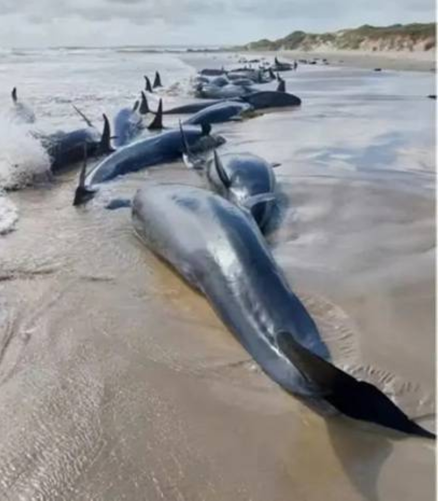 150 %d8%ad%d9%88%d8%aa%d8%a7%d9%8b %d9%83%d8%a7%d8%b0%d8%a8%d8%a7 %d9%85%d9%85%d8%af%d8%af%d8%a7%d9%8b %d8%b9%d9%84%d9%89 %d8%a7%d9%84%d8%b4%d8%a7%d8%b7%d8%a6