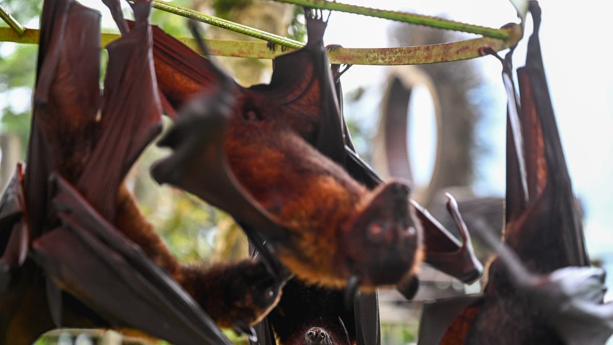 %d9%85%d8%b9%d9%87%d8%af %d9%88%d9%88%d9%87%d8%a7%d9%86 %d9%8a%d9%81%d8%ac%d8%b1 %d9%85%d9%81%d8%a7%d8%ac%d8%a3%d8%a9 %d9%83%d9%88%d8%b1%d9%88%d9%86%d8%a7 %d8%ac%d8%af%d9%8a%d8%af %d9%81%d9%8a