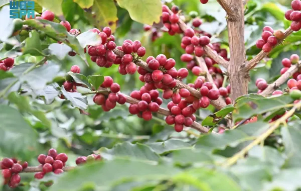 %d8%a7%d9%84%d9%82%d9%87%d9%88%d8%a9 %d8%a7%d9%84%d8%b3%d8%b9%d9%88%d8%af%d9%8a%d8%a9 %d8%aa%d8%b4%d9%82 %d8%b7%d8%b1%d9%8a%d9%82%d9%87%d8%a7 %d9%84%d9%84%d8%b9%d8%a7%d9%84%d9%85%d9%8a%d8%a9 %d8%a8