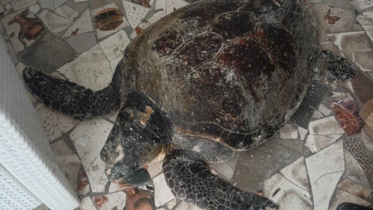 %d8%a7%d9%84%d8%b9%d8%ab%d9%88%d8%b1 %d8%b9%d9%84%d9%89 %d8%b3%d9%84%d8%ad%d9%81%d8%a7%d8%a9 %d8%b9%d9%85%d8%b1%d9%87%d8%a7 104 %d8%a3%d8%b9%d9%88%d8%a7%d9%85 %d9%82%d8%a7%d8%af%d9%85%d8%a9 %d9%85