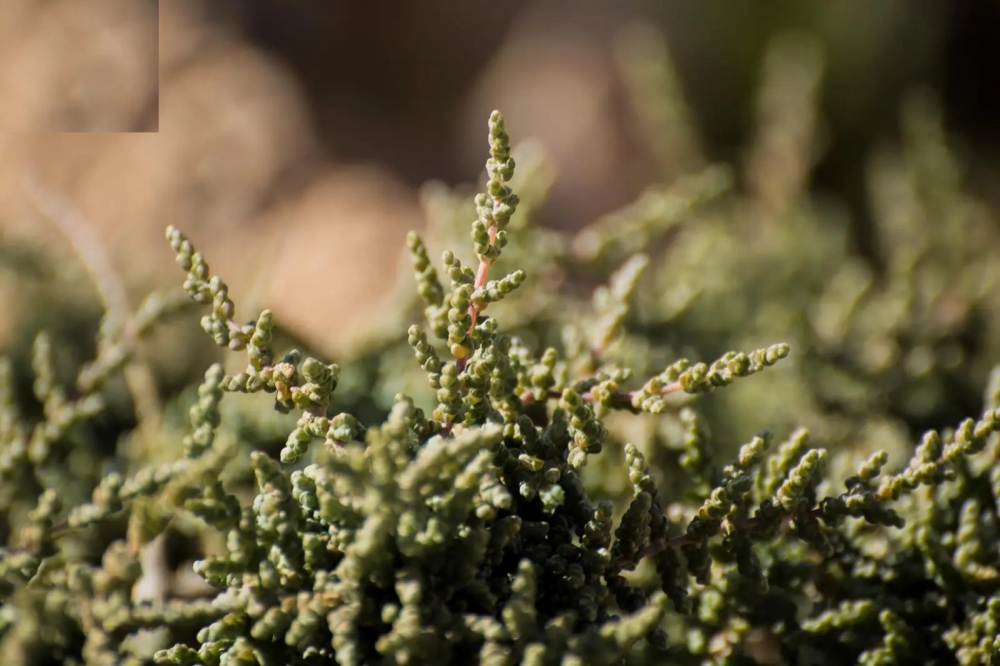 %d8%a8%d8%b9%d8%af %d8%b9%d9%82%d9%88%d8%af %d9%85%d9%86 %d8%a7%d8%ae%d8%aa%d9%81%d8%a7%d8%a6%d9%87 %d8%b9%d9%88%d8%af%d8%a9 %d9%86%d8%a8%d8%a7%d8%aa %d8%a7%d9%84%d9%81%d9%90%d8%b1%d8%b3 %d9%84