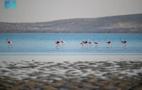 %d8%aa%d8%b3%d8%ac%d9%8a%d9%84 10 %d8%a2%d9%84%d8%a7%d9%81 %d8%b7%d8%a7%d8%a6%d8%b1 %d9%85%d8%a7%d8%a6%d9%8a %d8%a8%d9%80 %d8%ac%d8%b2%d8%b1 %d9%81%d8%b1%d8%b3%d8%a7%d9%86