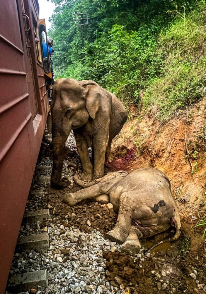 %d8%b3%d8%b1%d9%8a%d9%84%d8%a7%d9%86%d9%83%d8%a7 %d8%ae%d8%b1%d9%88%d8%ac %d9%82%d8%b7%d8%a7%d8%b1 %d8%b9%d9%86 %d9%85%d8%b3%d8%a7%d8%b1%d9%87 %d9%8a%d8%aa%d8%b3%d8%a8%d8%a8 %d9%81%d9%8a %d9%86