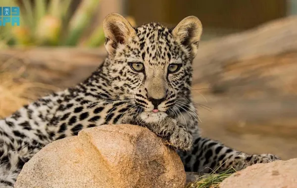 %d8%a8%d9%86%d8%a7%d8%a1 %d8%a3%d9%88%d9%84 %d8%ac%d9%8a%d9%86%d9%88%d9%85 %d9%84%d9%80 %d8%a7%d9%84%d9%86%d9%85%d8%b1 %d8%a7%d9%84%d8%b9%d8%b1%d8%a8%d9%8a %d8%a7%d9%84%d9%85%d9%87%d8%af%d8%af %d8%a8