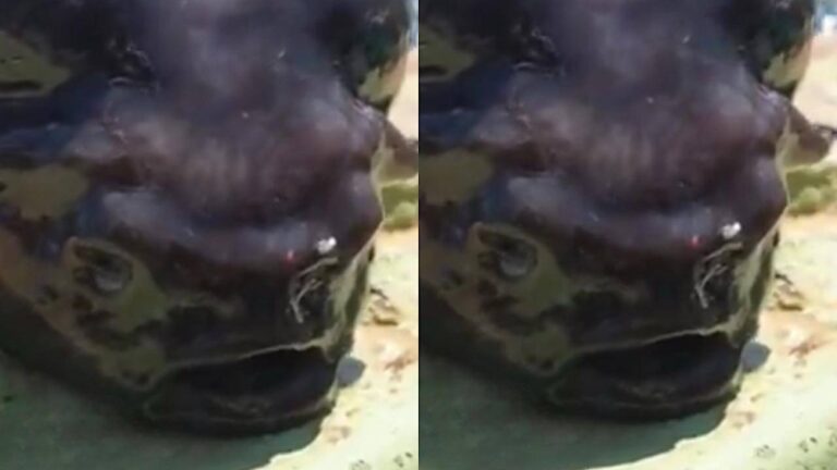 %d9%85%d8%ae%d9%84%d9%88%d9%82 %d8%a8%d8%ad%d8%b1%d9%8a %d8%ba%d8%a7%d9%85%d8%b6 %d9%8a%d8%ab%d9%8a%d8%b1 %d8%b6%d8%ac%d8%a9