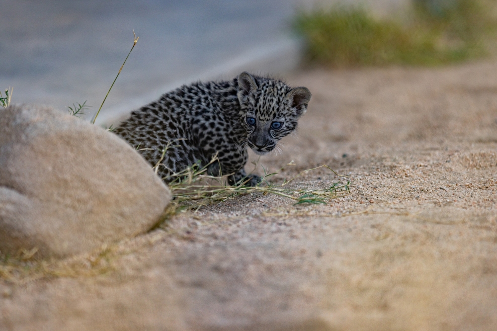 %d9%81%d9%8a %d9%8a%d9%88%d9%85%d9%87 %d8%a7%d9%84%d8%b9%d8%a7%d9%84%d9%85%d9%8a %d8%a7%d9%84%d9%86%d9%85%d8%b1 %d8%a7%d9%84%d8%b9%d8%b1%d8%a8%d9%8a %d8%b1%d9%85%d8%b2%d9%8b%d8%a7 %d9%84%d8%aa%d8%b1