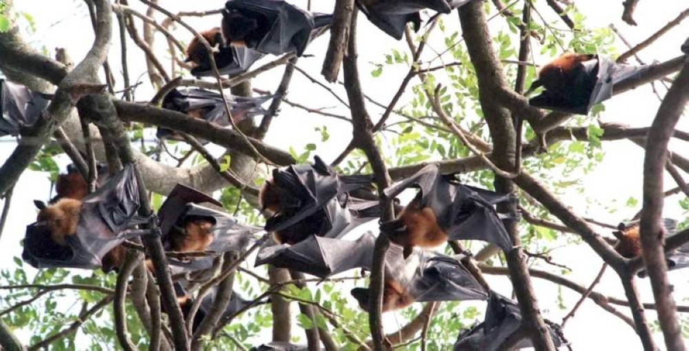 %d8%a7%d9%83%d8%aa%d8%b4%d8%a7%d9%81 %d9%81%d8%a7%d9%8a%d8%b1%d9%88%d8%b3 %d8%aa%d8%a7%d8%ac%d9%8a %d8%ac%d8%af%d9%8a%d8%af %d9%81%d9%8a %d8%a7%d9%84%d8%b5%d9%8a%d9%86