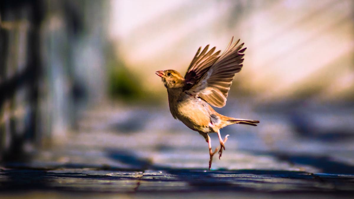 %d9%81%d9%84%d8%a7%d8%ad%d9%88 %d8%a7%d9%84%d8%ac%d8%b2%d8%a7%d8%a6%d8%b1 %d8%ad%d8%a7%d8%a6%d8%b1%d9%88%d9%86 %d8%b7%d9%8a%d9%88%d8%b1 %d8%ba%d8%b1%d9%8a%d8%a8%d8%a9 %d8%aa%d9%87%d8%a7%d8%ac%d9%85