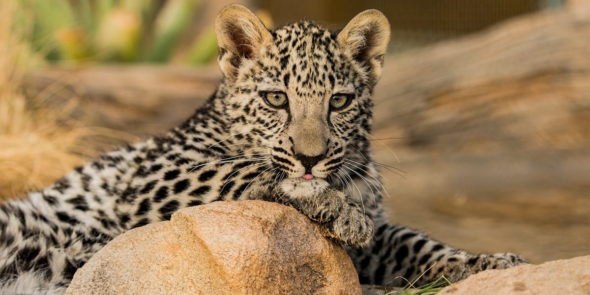 %d8%a7%d9%84%d8%a7%d8%ad%d8%aa%d9%81%d8%a7%d8%a1 %d8%a8%d8%a7%d9%84%d9%8a%d9%88%d9%85 %d8%a7%d9%84%d8%b9%d8%a7%d9%84%d9%85%d9%8a %d9%84%d9%84%d9%86%d9%85%d8%b1 %d8%a7%d9%84%d8%b9%d8%b1%d8%a8%d9%8a