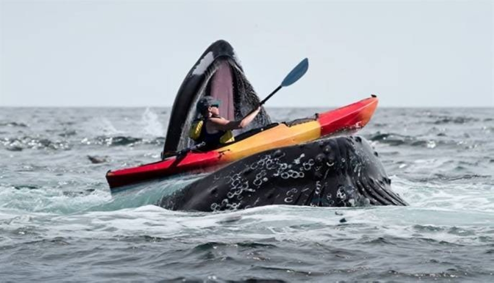 %d8%aa%d8%b4%d9%8a%d9%84%d9%8a %d8%ad%d9%88%d8%aa %d9%8a%d8%a8%d8%aa%d9%84%d8%b9 %d8%b4%d8%a7%d8%a8%d8%a7%d9%8b %d8%ab%d9%85 %d9%8a%d9%84%d9%81%d8%b8%d9%87