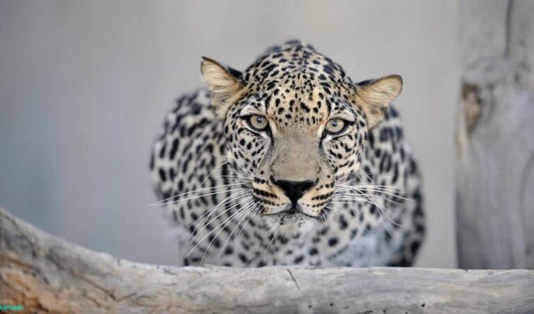 %d8%a7%d9%84%d9%86%d9%85%d8%b1 %d8%a7%d9%84%d8%b9%d8%b1%d8%a8%d9%8a %d8%b1%d9%85%d8%b2 %d8%a7%d9%84%d8%aa%d9%86%d9%88%d8%b9 %d8%a7%d9%84%d8%ad%d9%8a%d9%88%d9%8a %d9%81%d9%8a %d8%a7%d9%84%d9%85%d9%85