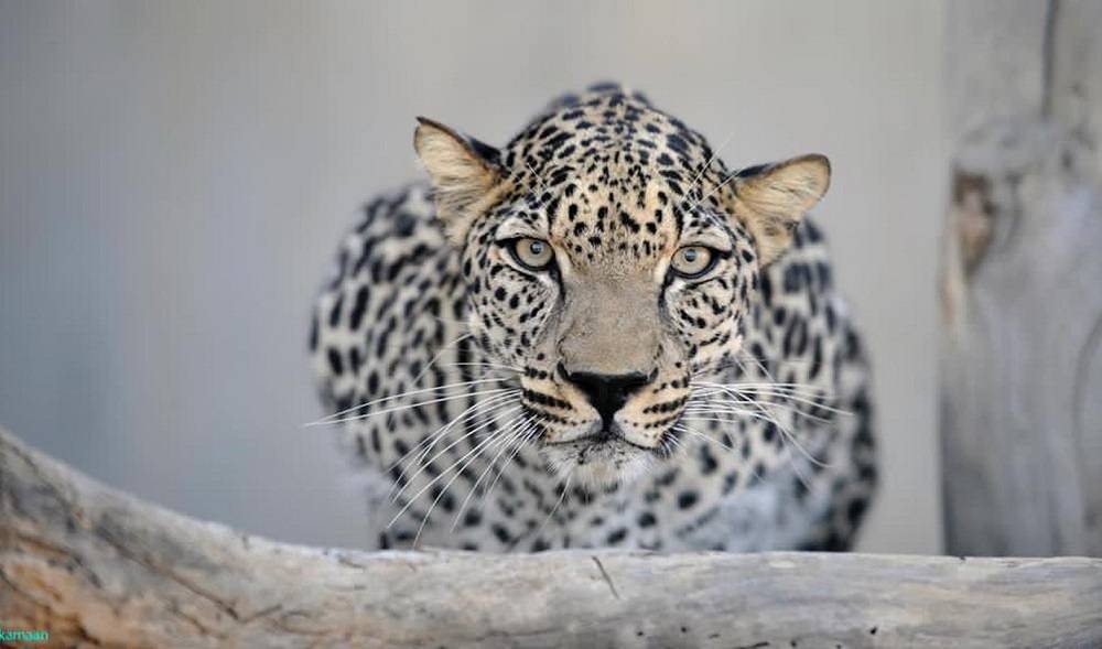 %d8%a7%d9%84%d9%86%d9%85%d8%b1 %d8%a7%d9%84%d8%b9%d8%b1%d8%a8%d9%8a %d8%b1%d9%85%d8%b2 %d8%a7%d9%84%d8%aa%d9%86%d9%88%d8%b9 %d8%a7%d9%84%d8%ad%d9%8a%d9%88%d9%8a %d9%81%d9%8a %d8%a7%d9%84%d9%85%d9%85