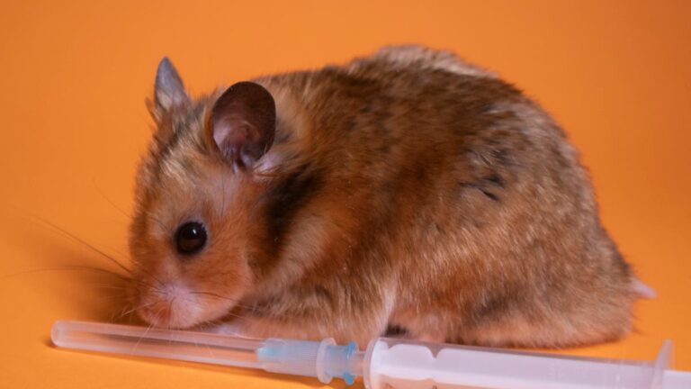 %d8%b9%d9%84%d9%85%d8%a7%d8%a1 %d9%8a%d8%ad%d8%a7%d9%88%d9%84%d9%88%d9%86 %d8%aa%d8%b9%d9%84%d9%8a%d9%85 %d8%a7%d9%84%d9%81%d8%a6%d8%b1%d8%a7%d9%86 %d9%84%d8%ba%d8%a9 %d8%a7%d9%84%d8%a8%d8%b4%d8%b1