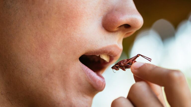 %d8%a7%d8%b3%d8%aa%d8%b9%d9%85%d8%a7%d9%84 %d9%85%d8%b3%d8%ad%d9%88%d9%82 %d8%a7%d9%84%d8%ad%d8%b4%d8%b1%d8%a7%d8%aa %d9%81%d9%8a %d8%a7%d9%84%d8%a3%d8%ba%d8%b0%d9%8a%d8%a9 %d8%a8%d8%a7%d8%aa %d9%85