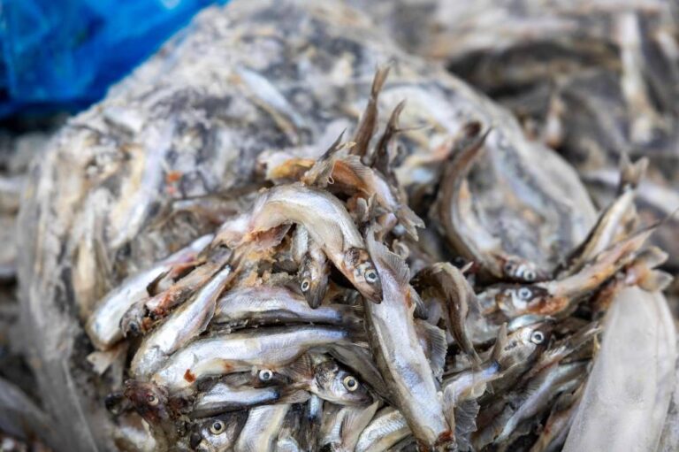 %d9%85%d8%a7%d8%b0%d8%a7 %d8%aa%d8%b1%d9%8a%d8%af %d9%88%d8%a7%d8%b4%d9%86%d8%b7%d9%86 %d9%85%d9%86 %d8%ac%d8%b1%d9%8a%d9%86%d9%84%d8%a7%d9%86%d8%af%d8%9f