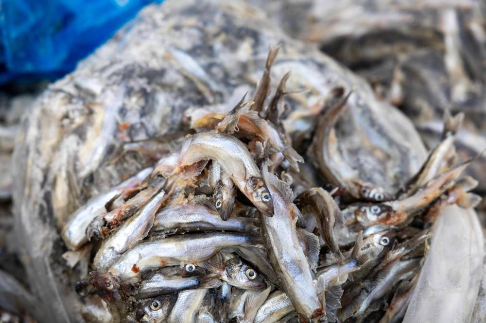 %d9%85%d8%a7%d8%b0%d8%a7 %d8%aa%d8%b1%d9%8a%d8%af %d9%88%d8%a7%d8%b4%d9%86%d8%b7%d9%86 %d9%85%d9%86 %d8%ac%d8%b1%d9%8a%d9%86%d9%84%d8%a7%d9%86%d8%af%d8%9f