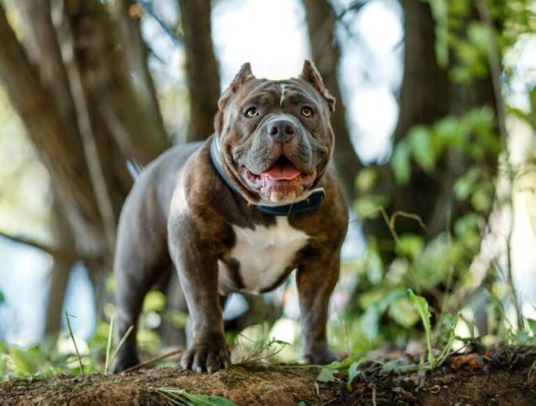 %d9%83%d9%84%d8%a8 %d9%8a%d8%b7%d9%84%d9%82 %d8%a7%d9%84%d9%86%d8%a7%d8%b1 %d8%b9%d9%84%d9%89 %d8%b5%d8%a7%d8%ad%d8%a8%d9%87 %d9%81%d9%8a %d8%a7%d9%84%d8%b3%d8%b1%d9%8a%d8%b1