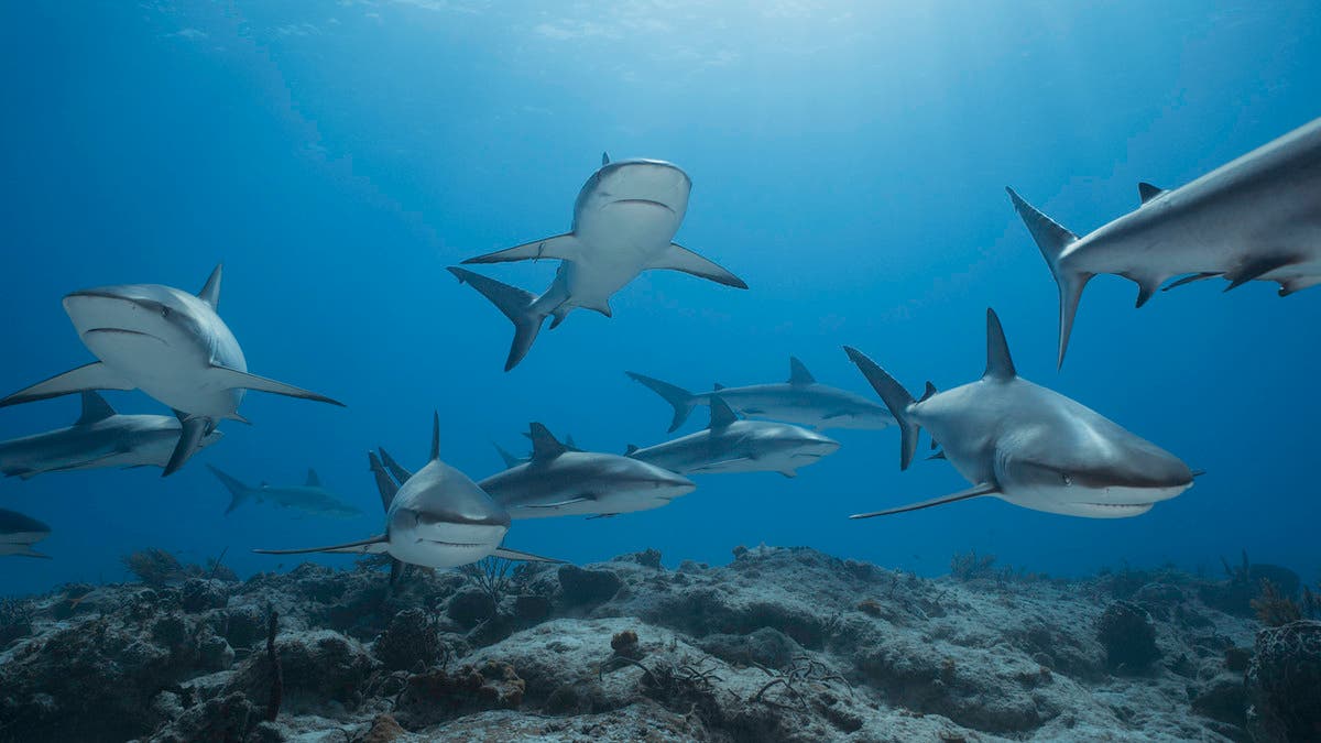 %d8%b3%d8%a8%d8%a8%d9%87%d8%a7 %d8%ba%d8%a7%d9%85%d8%b6 %d8%aa%d8%b3%d8%ac%d9%8a%d9%84 %d8%a3%d9%88%d9%84 %d8%af%d9%84%d9%8a%d9%84 %d8%b9%d9%84%d9%89 %d8%a3%d9%86 %d8%a3%d8%b3%d9%85%d8%a7%d9%83