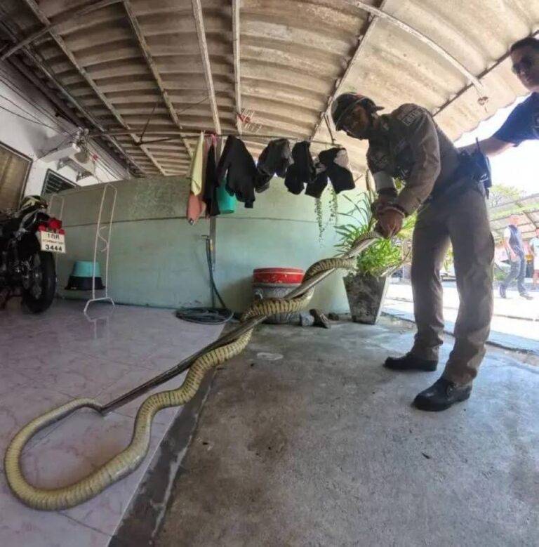 %d8%aa%d8%a7%d9%8a%d9%84%d9%86%d8%af %d8%b1%d8%ac%d9%84 %d9%8a%d8%aa%d9%81%d8%a7%d8%ac%d8%a3 %d8%a8%d8%b6%d9%8a%d9%81 %d8%ba%d8%b1%d9%8a%d8%a8