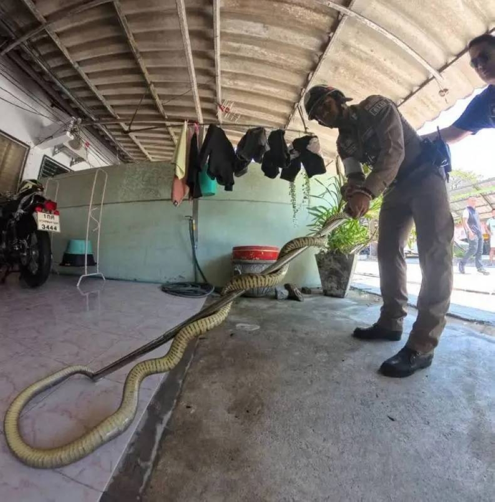 %d8%aa%d8%a7%d9%8a%d9%84%d9%86%d8%af %d8%b1%d8%ac%d9%84 %d9%8a%d8%aa%d9%81%d8%a7%d8%ac%d8%a3 %d8%a8%d8%b6%d9%8a%d9%81 %d8%ba%d8%b1%d9%8a%d8%a8