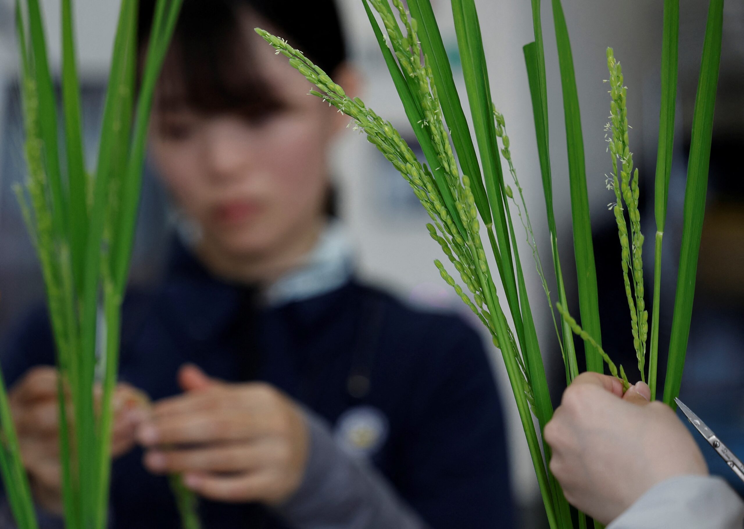 %d9%88%d8%a7%d8%b4%d9%86%d8%b7%d9%86 %d8%aa%d8%ad%d8%aa%d8%ac %d8%b9%d9%84%d9%89 %d8%b1%d8%b3%d9%88%d9%85 %d8%a7%d9%84%d8%a3%d8%b1%d8%b2 %d8%a7%d9%84%d9%8a%d8%a7%d8%a8%d8%a7%d9%86%d9%8a%d8%a9 %d8%a8