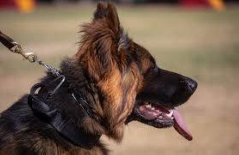 5 6 %d9%85%d9%84%d9%8a%d9%88%d9%86 %d8%af%d9%88%d9%84%d8%a7%d8%b1 %d9%83%d9%84%d8%a8 %d8%a7%d9%84%d8%b0%d8%a6%d8%a8 %d8%a7%d9%84%d9%87%d9%86%d8%af%d9%8a %d9%8a%d8%ad%d8%b7%d9%85 %d8%a7%d9%84%d8%a3