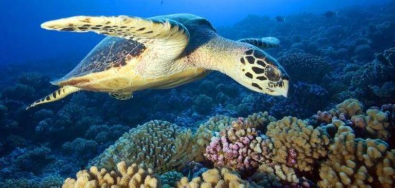 %d8%a7%d9%84%d8%b3%d9%84%d8%a7%d8%ad%d9%81 %d8%a7%d9%84%d8%a8%d8%ad%d8%b1%d9%8a%d8%a9 %d8%aa%d9%85%d9%84%d9%83 %d8%ac%d9%8a %d8%a8%d9%8a %d8%a5%d8%b3 %d8%a8%d9%8a%d9%88%d9%84