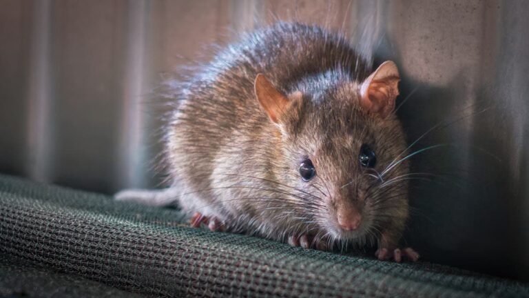 %d9%85%d9%81%d8%a7%d8%ac%d8%a3%d8%a9 %d8%b9%d9%86 %d8%a7%d9%84%d9%81%d8%a6%d8%b1%d8%a7%d9%86 %d8%aa%d9%82%d8%af%d9%85 %d8%a7%d9%84%d8%a5%d8%b3%d8%b9%d8%a7%d9%81%d8%a7%d8%aa %d8%a7%d9%84%d8%a3