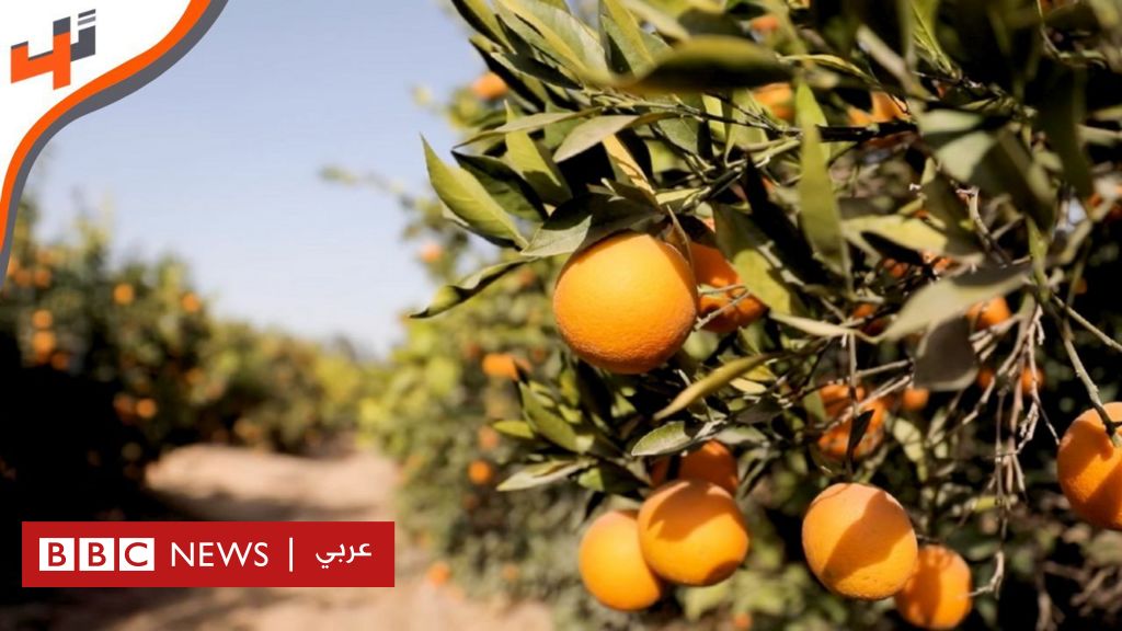 مصر: منصة “أيدي” لتنظيم عمل المزارعين