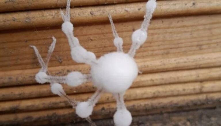 %d9%85%d8%a7 %d8%ad%d9%82%d9%8a%d9%82%d8%a9 %d8%b9%d9%86%d8%a7%d9%83%d8%a8 %d8%a7%d9%84%d8%b2%d9%88%d9%85%d8%a8%d9%8a %d9%81%d9%8a %d9%84%d9%86%d8%af%d9%86%d8%9f