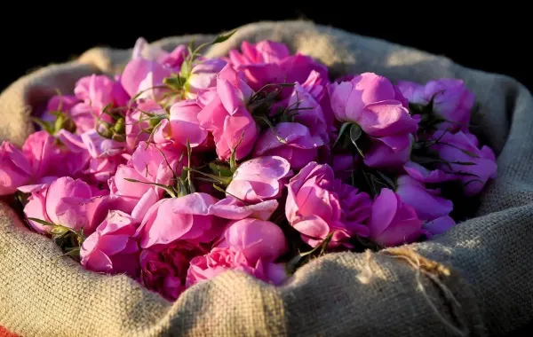 %d8%a8%d8%af%d8%a1 %d9%85%d9%88%d8%b3%d9%85 %d8%a5%d9%86%d8%aa%d8%a7%d8%ac %d8%aa%d9%88%d9%84%d8%a9 %d8%a7%d9%84%d9%88%d8%b1%d8%af %d8%a7%d9%84%d8%b7%d8%a7%d8%a6%d9%81%d9%8a