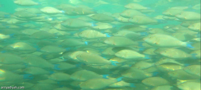 أسراب «سمك الحريد» تصل إلى شواطئ جزر فرسان