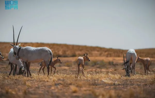 %d8%a5%d8%b9%d8%a7%d8%af%d8%a9 153 %d9%85%d9%86 %d8%a7%d9%84%d9%85%d9%87%d8%a7 %d8%a7%d9%84%d8%b9%d8%b1%d8%a8%d9%8a %d9%84%d9%85%d9%88%d8%a7%d8%b7%d9%86%d9%87%d8%a7 %d8%a7%d9%84%d8%b7%d8%a8%d9%8a