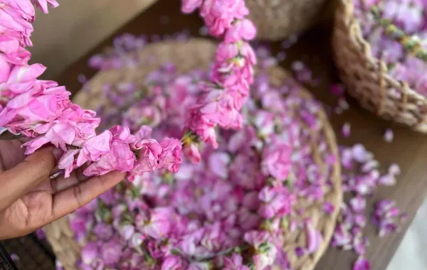 %d8%a7%d9%84%d9%88%d8%b1%d8%af %d8%a7%d9%84%d8%b7%d8%a7%d8%a6%d9%81%d9%8a %d9%8a%d8%b2%d9%8a%d9%86 %d8%a3%d8%ac%d9%88%d8%a7%d8%a1 %d8%ac%d8%a7%d8%a6%d8%b2%d8%a9 %d8%a7%d9%84%d8%b3%d8%b9%d9%88%d8%af