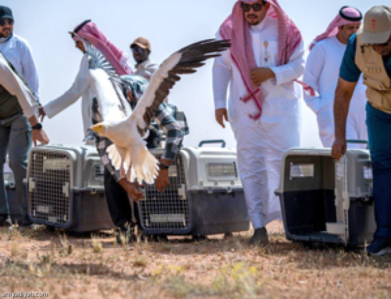 %d8%a5%d8%b7%d9%84%d8%a7%d9%82 15 %d8%b8%d8%a8%d9%8a%d8%a7 %d9%883 %d8%b7%d9%8a%d9%88%d8%b1 %d9%85%d9%86 %d8%a7%d9%84%d8%b1%d8%ae%d9%85%d8%a9 %d8%a7%d9%84%d9%85%d8%b5%d8%b1%d9%8a%d8%a9