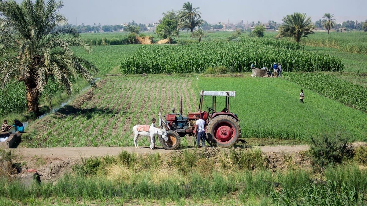 نحو 15% من الأراضي الزراعية بالعالم ملوثة بمعادن ثقيلة