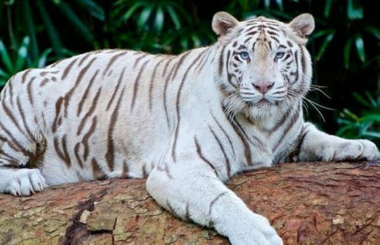 %d9%86%d9%85%d8%b1 %d8%a3%d8%a8%d9%8a%d8%b6 %d9%8a%d9%81%d8%aa%d8%b1%d8%b3 %d8%b0%d8%b1%d8%a7%d8%b9 %d8%b9%d8%a7%d9%85%d9%84 %d9%81%d9%8a %d8%b3%d9%8a%d8%b1%d9%83 %d8%b7%d9%86%d8%b7%d8%a7