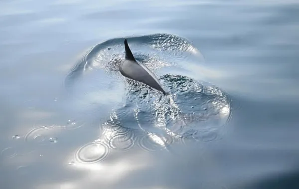 %d8%a7%d9%84%d8%af%d9%84%d8%a7%d9%81%d9%8a%d9%86 %d8%aa%d8%af%d9%87%d8%b4 %d8%b2%d9%88%d8%a7%d8%b1 %d8%ac%d8%b2%d8%b1 %d9%81%d8%b1%d8%b3%d8%a7%d9%86 %d8%a8%d9%82%d9%81%d8%b2%d8%a7%d8%aa%d9%87%d8%a7