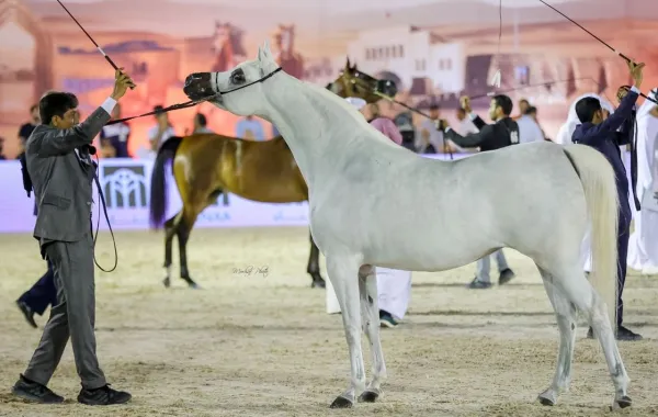 البحرين تستضيف البطولة الثانية لكأس الإمارات العالمي لجمال الخيل العربية
