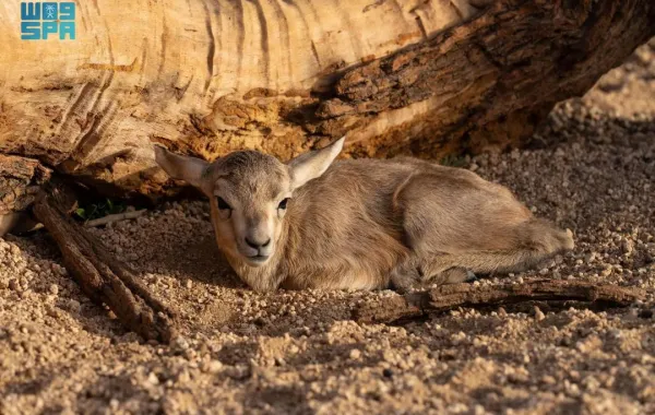 %d8%a7%d8%ad%d8%aa%d9%81%d8%a7%d8%a1 %d8%a8%d9%88%d9%84%d8%a7%d8%af%d8%a9 %d8%a3%d9%88%d9%84 %d8%b8%d8%a8%d9%8a %d8%b1%d9%85%d9%84%d9%8a %d9%84%d9%85%d9%88%d8%b3%d9%85 %d8%b1%d8%a8%d9%8a%d8%b9 2025