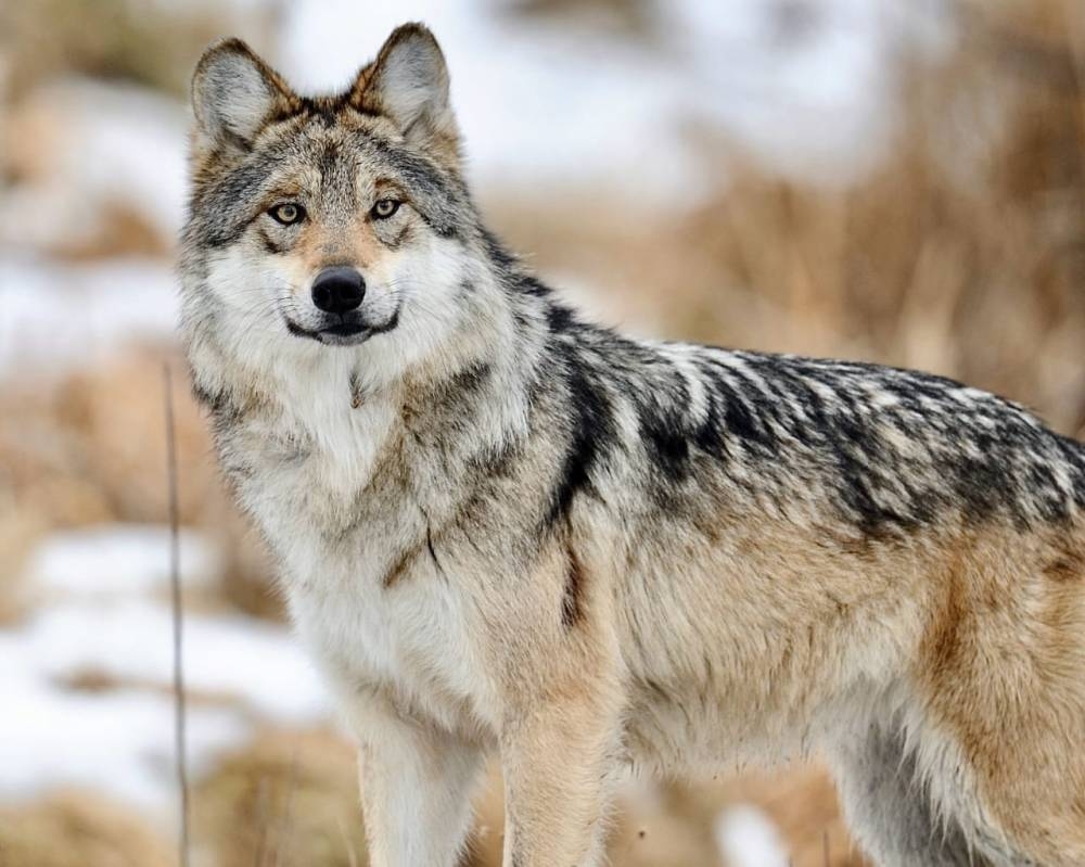 الذئاب المكسيكية تهاجم ولاية أمريكية.. ودعوات لإعلان حالة الطوارئ