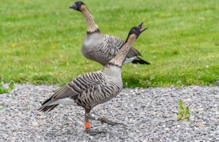 %d9%85%d9%86 %d8%a7%d9%84%d8%b3%d9%85%d8%a7%d8%a1 %d8%a5%d9%84%d9%89 %d8%a7%d9%84%d8%a3%d8%b1%d8%b6 %d8%a7%d9%84%d8%a5%d9%88%d8%b2 %d9%8a%d8%b6%d8%b9 %d9%88%d8%b2%d8%a7%d8%b1%d8%a9