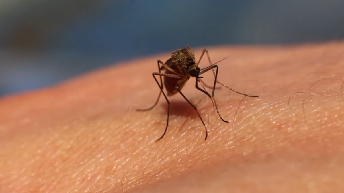 الحمى الصفراء تجبر كولومبيا على إعلان الطوارئ الصحية