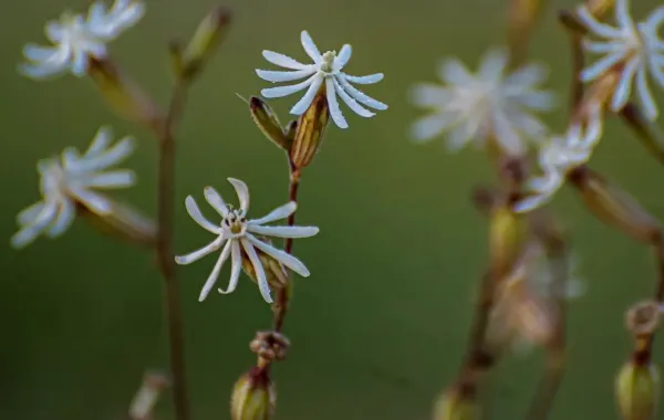 %d8%b3%d9%8a%d9%84%d9%8a%d9%86 %d8%a7%d9%84%d8%b9%d8%b1%d8%a8%d9%8a%d8%a9 %d9%86%d8%a8%d8%aa%d8%a9 %d9%86%d8%a7%d8%af%d8%b1%d8%a9 %d8%aa%d8%b2%d9%8a%d9%86 %d9%85%d9%86%d8%b7%d9%82%d8%a9 %d8%a7%d9%84