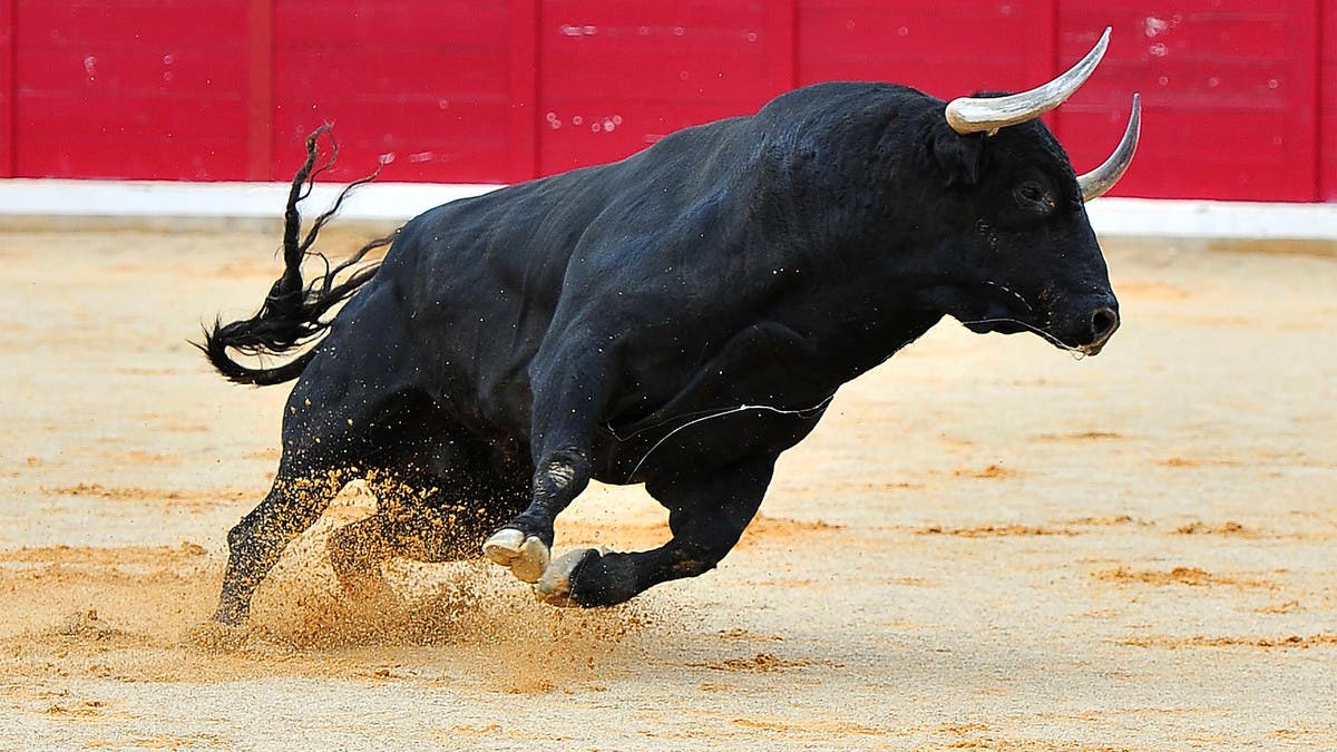 فيديو.. ثور وزنه نصف طن يخرج عن السيطرة ويهاجم الجمهور بمهرجان في إسبانيا