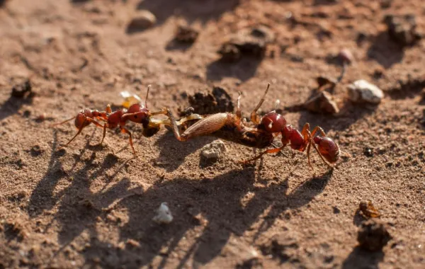 %d8%a7%d9%83%d8%aa%d8%b4%d8%a7%d9%81 %d8%a3%d8%ad%d9%81%d9%88%d8%b1%d8%a9 %d9%84%d8%a3%d9%82%d8%af%d9%85 %d9%86%d9%85%d9%84%d8%a9 %d9%85%d8%b9%d8%b1%d9%88%d9%81%d8%a9 %d8%b9%d9%85%d8%b1%d9%87%d8%a7 11