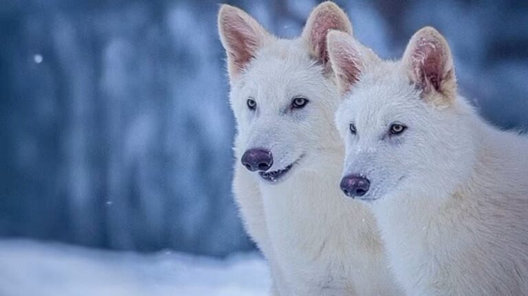 %d9%84%d8%a3%d9%88%d9%84 %d9%85%d8%b1%d8%a9 %d8%a7%d8%b3%d8%aa%d9%86%d8%b3%d8%a7%d8%ae %d8%b0%d8%a6%d8%a7%d8%a8 %d8%b6%d8%ae%d9%85%d8%a9 %d8%a7%d9%86%d9%82%d8%b1%d8%b6%d8%aa %d9%82%d8%a8%d9%84