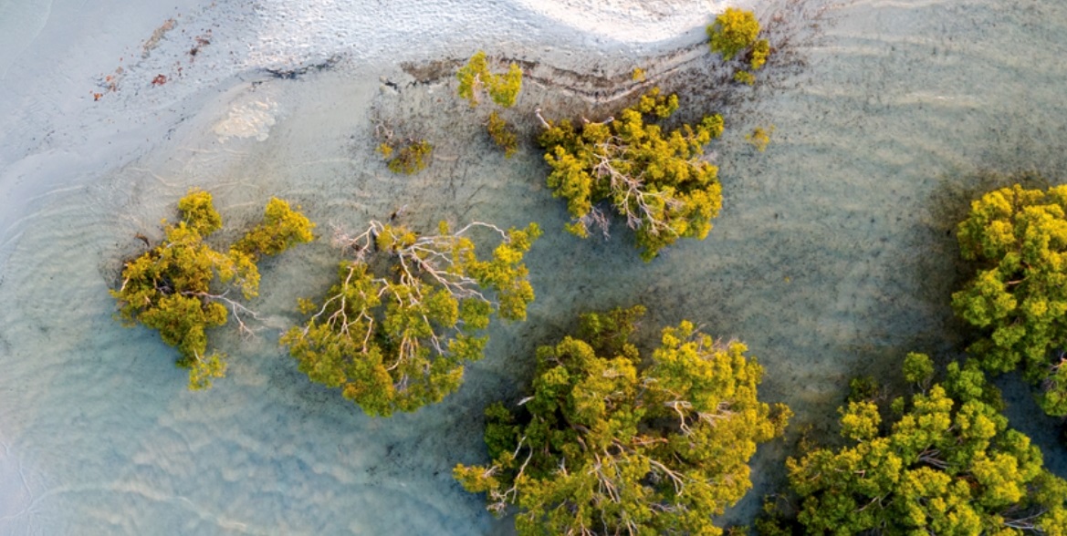 تحت رعاية رئيس الدولة.. الإمارات تستضيف المؤتمر العالمي للحفاظ على الطبيعة أكتوبر المقبل